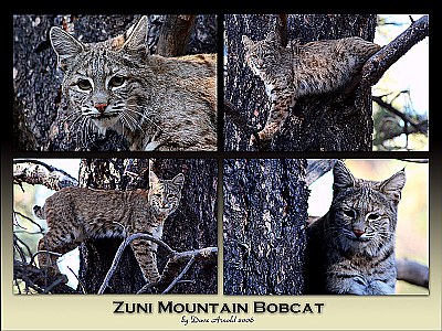 Bobcat montage