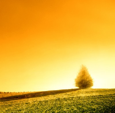 a Bush in Orange Mood