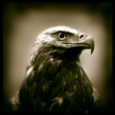 Eagle portrait 1