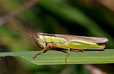 Sungmiji Grasshopper 