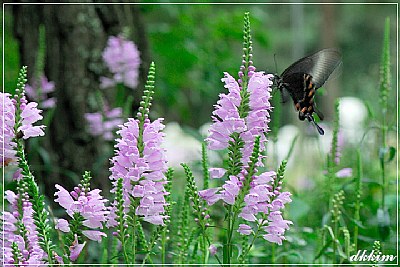 Flower & Butterfly