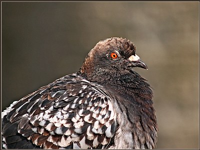 Young Pigeon