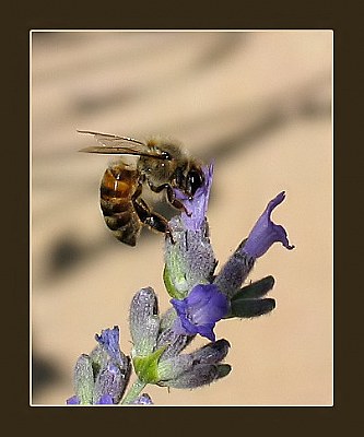 Bee & lavender