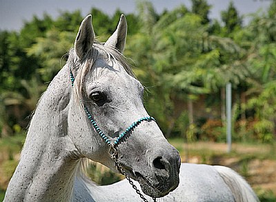 Arabian Horse 2