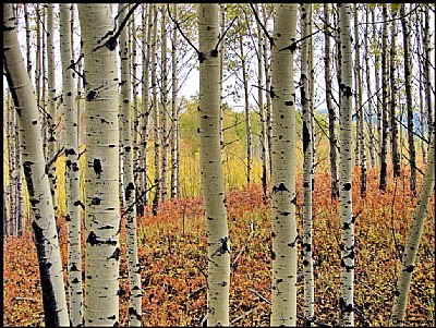 Birch Forest