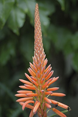 orange flower