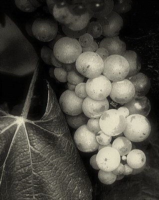 Grapes