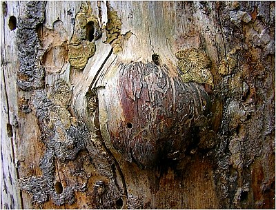 trunk wood