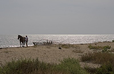 The horse and the man