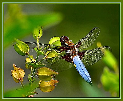 Libellula depressa