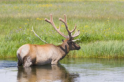 elk