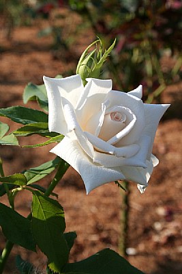 Single White Rose