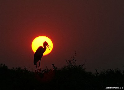 .:: Pantanal's sunset ::.