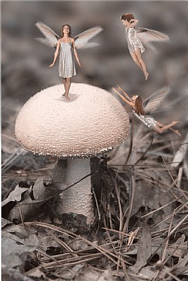Mushroom with Fairies