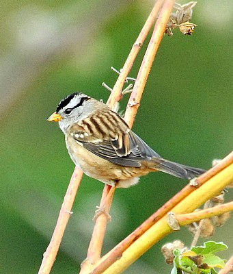 white capped sparrow