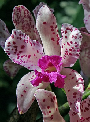 ATL Orchids Three