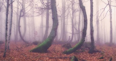 Forest mist