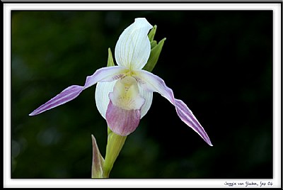 Slipper orchid 2
