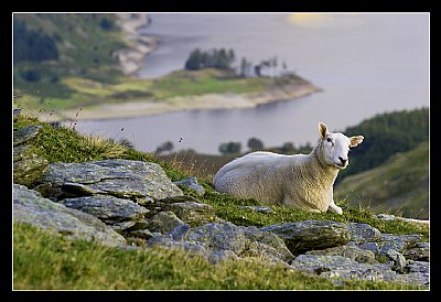 Lakeland Sheep