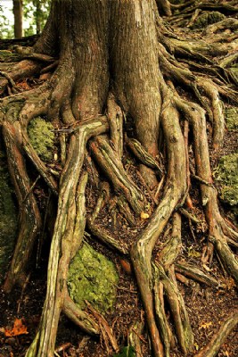 Roots