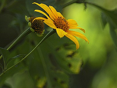 yellow flower at garden