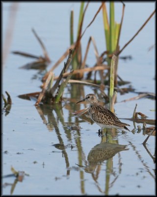 Least Sandpiper