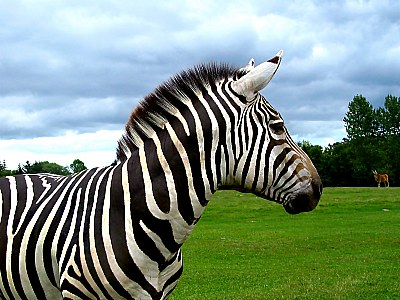 Zebra