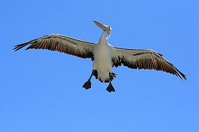  Ballet, Pelican Style.