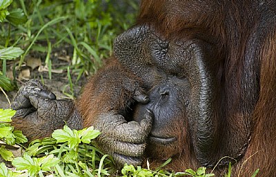 Laid Back Orangutan