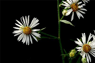 white asters