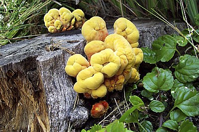 Laetiporus sulphureus #1