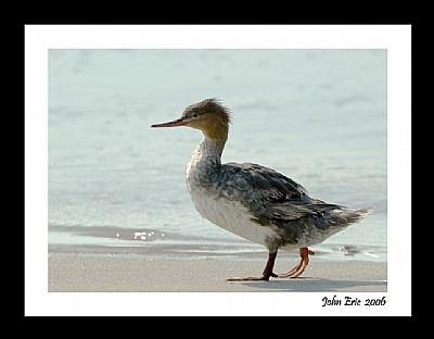 Merganser (Walk on the beach)