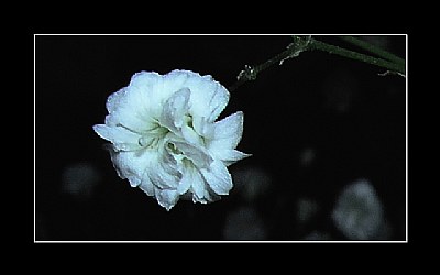 the little white flower...
