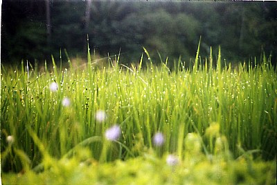 Greens up close