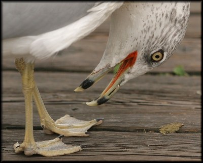 Chorus Gull