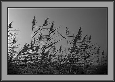 Flowering Reed