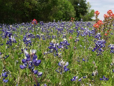 Texas Spring