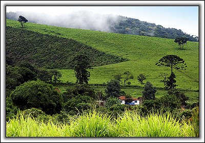 Greens and Mist