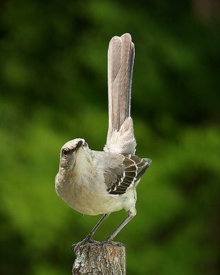 A Mockingbird Salute