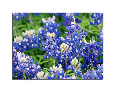 Texas Bluebonnets