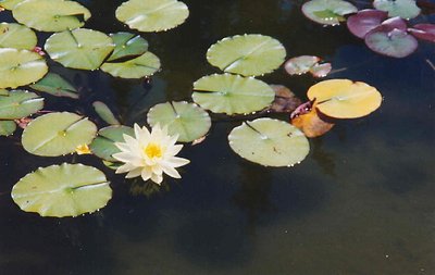 Lily Pads