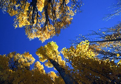 Looking up at Bredbo