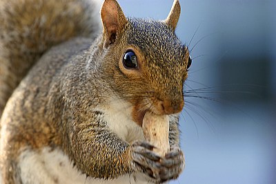 Peanuts Anyone