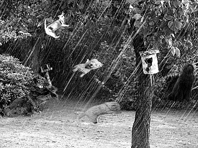 It´s raining cats and dogs!
