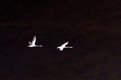 Flying