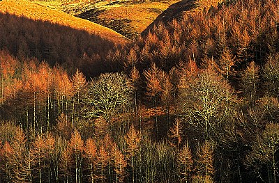 Autumnal Fir Cl'Oak