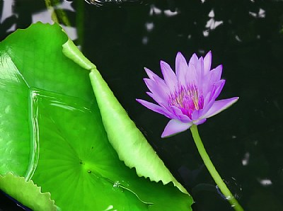 Water........Lilly
