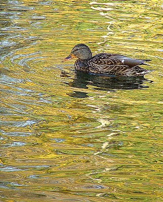 On Golden Pond