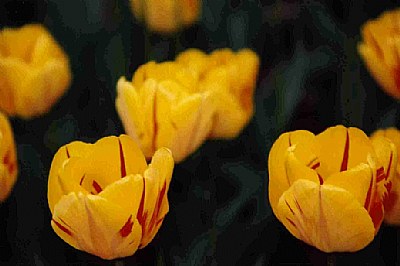 CANDY Tulips