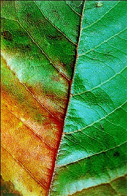 Amazing Leaf